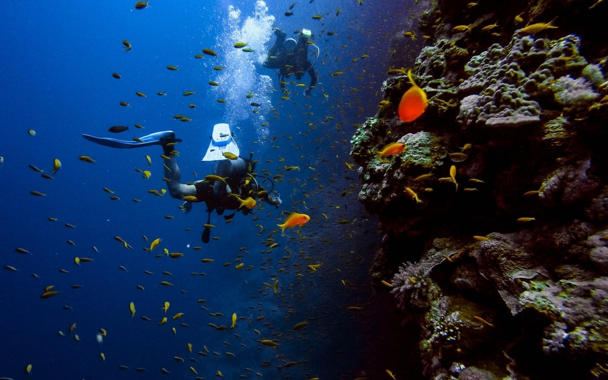 Scuba divers underwater with fish